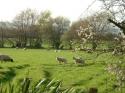 Self-catering holiday cottage - Standing Stone Cottage, Pencader, Carmarthenshire, Wales