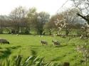 Self-catering holiday cottage - Hen Hafod Cottage, Pencader, Carmarthenshire, Wales