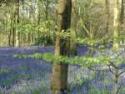Self-catering holiday cottage - Botleys Farm, Downton, Wiltshire, England
