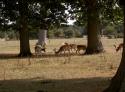 Self-catering holiday cottage - Lace Cottage, Lymington, New Forest, Hampshire, England
