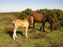 Self-catering holiday cottage - Lace Cottage, Lymington, New Forest, Hampshire, England