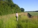 Self-catering holiday cottage - The Black Barn, Chesham, Nr Berkhamsted, Buckinghamshire, England