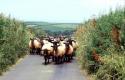 Self-catering holiday cottage - The Dairy, Beeson, Nr Kingsbridge, Salcombe & Dartmouth, Devon, England