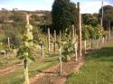 Self-catering holiday cottage - Primrose, Whitwell, Isle of Wight, England