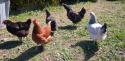 Self-catering holiday cottage - Bartley Barn, East Boldre, Brockenhurst, Hampshire, New Forest, England