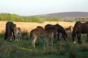 Self-catering holiday cottage - Beaver Cottage, Porlock, Somerset, Exmoor, England