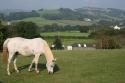 Self-catering holiday cottage - Swallows, Colyton, Nr Honiton, Devon, England