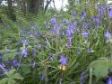 Self-catering holiday cottage - Charlotte's Cottage, Dungiven, Londonderry-Derry, Northern Ireland