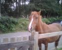 Self-catering holiday cottage - End Cottage, Emery Down, Nr Lyndhurst, Hampshire, New Forest, England