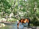 Self-catering holiday cottage - Jasmine cottage, Walkford, Christchurch, Nr New Forest, Dorset, England