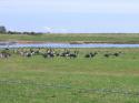 Self-catering holiday cottage - Avocet Rest, Freiston, Boston, Lincolnshire, England