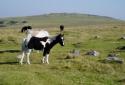 Self-catering holiday cottage - Mellon Farm, St Breward, Bodmin Moor, Cornwall, England