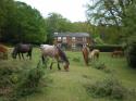 Self-catering holiday cottage in Minstead, Hampshire, New Forest, England (South and South East England) Self-catering holiday cottage in Minstead, Hampshire, New Forest, England (South and South East England)