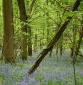 Self-catering holiday cottage - Old Keepers Cottage, West Grimstead, Nr Salisbury, Hampshire, England