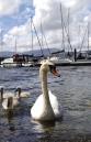 Self-catering holiday cottage - Grass Holme Lodge, Windermere, Nr Ambleside, Cumbria, Lake District, England