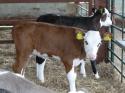 Photo of Northleigh Farm Holiday Cottages