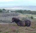 Self-catering holiday cottage - Bracken Apartment, Porlock, Somerset, Exmoor, England