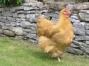 Self-catering holiday cottage - Fishers Cottage, Maugersbury, Stow-on-the-Wold, Gloucestershire, Cotswolds, England