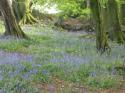 Self-catering holiday cottage - Sunrise Cottage, Upottery, Nr Honiton, Devon, England