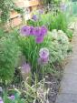 Self-catering holiday cottage - The Sidings, Plockton, Highland, Scotland