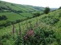 Self-catering holiday cottage - Lyndale Cottage, Roadwater, Somerset, Exmoor, England