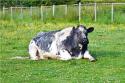 Self-catering holiday cottage - Mellfell Cottages, Watermillock, Penrith, Cumbria, Lake District, England