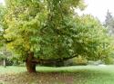 Self-catering holiday cottage - The Brew House - Blue Door Cottages, Goathurst, Nr Bridgwater, Somerset, England