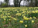 Self-catering holiday cottage - The Brew House - Blue Door Cottages, Goathurst, Nr Bridgwater, Somerset, England