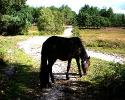 Self-catering holiday cottage - Sunset Place, Fordingbridge, Hampshire, New Forest, England