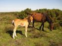 Self-catering holiday cottage - Silk Cottage, Lymington, New Forest, Hampshire, England