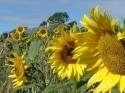 Self-catering holiday cottage in Cliftonhill, Kelso, Scottish Borders, Scotland (Southern Scotland) Self-catering holiday cottage in Cliftonhill, Kelso, Scottish Borders, Scotland (Southern Scotland)