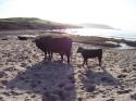 Self-catering holiday cottage - Cranstackie, Durness, Highland, Scotland