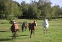 Self-catering holiday cottage - Crows Nest Cottage, Lyndhurst, Hampshire, New Forest, England