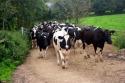 Self-catering holiday cottage - The Stables, Summercourt, Nr Truro, Cornwall, England