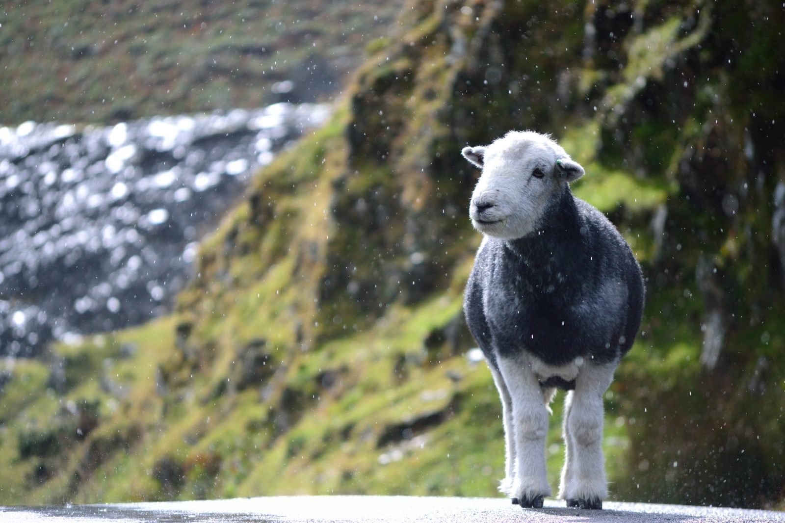Herdwick-lamb-in-rain.jpg