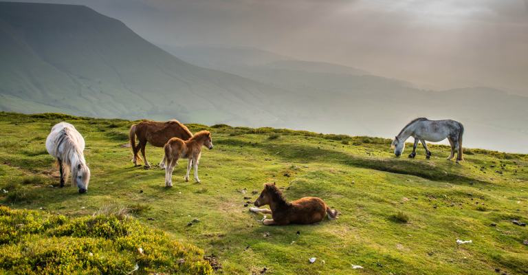Welsh Ponies