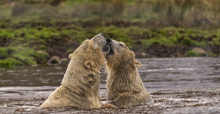 Bears Playing