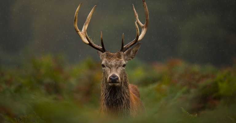 Red Deer