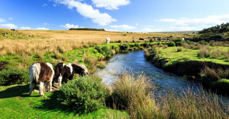 Dartmoor Ponies