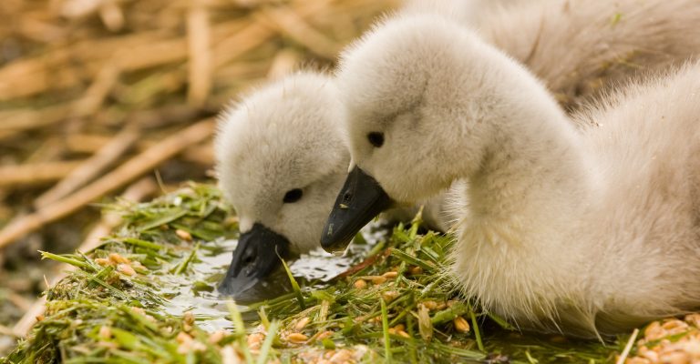 Signets in Abotsbury Subtropical Gardens