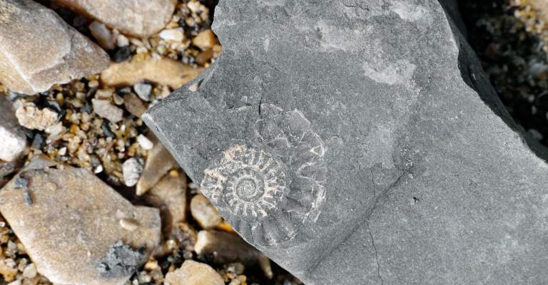 Jurassic Fossils