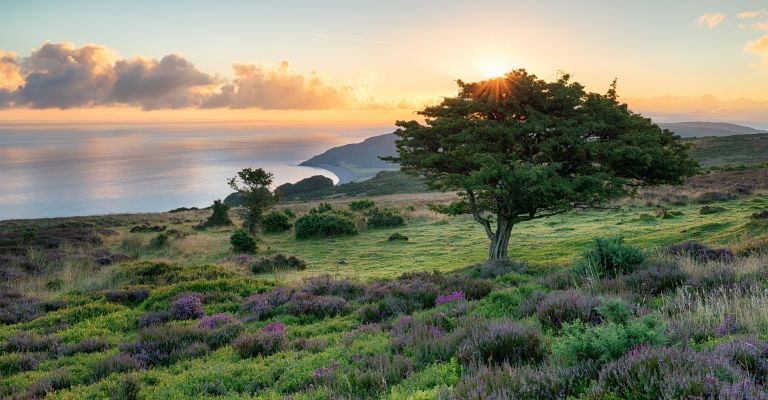 Moorland heather, Porlock Common, Exmoor, England