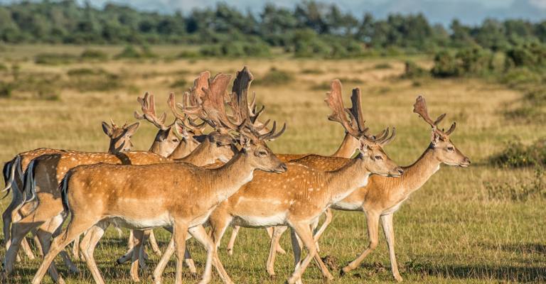 Deer at Boulderwood in the New Forest