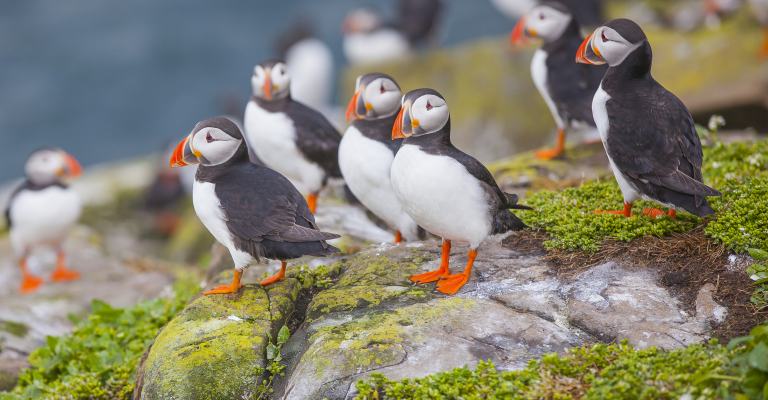 Pufins