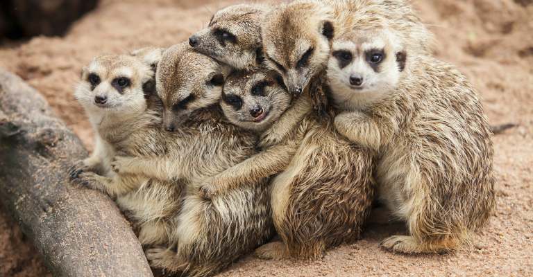 Meerkats at Folly Farm