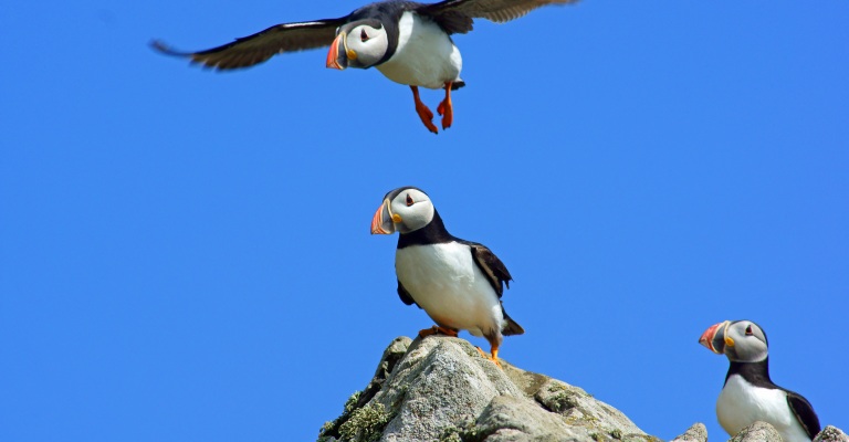 Puffin on Skoma Island in Pembrokeshire