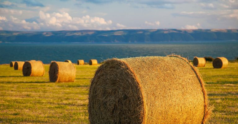 Hay rounds on the fields overlooking Nash Point, Vale of Glamorgan, Wales
