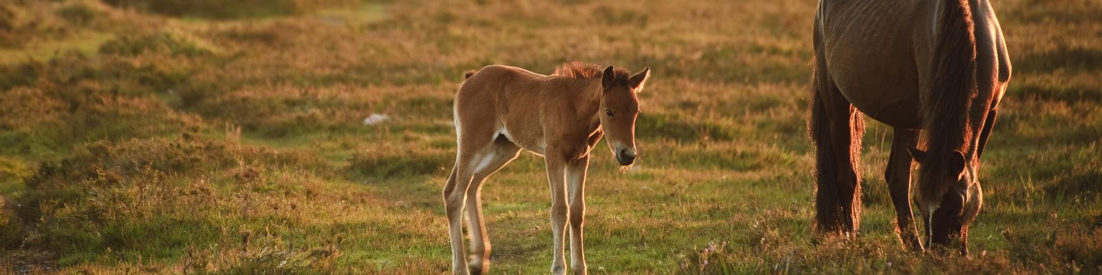 Ponies graze freely in the New Forest, England