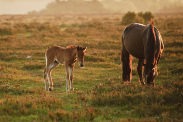 South & South East England