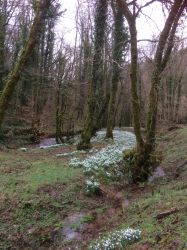 Visit Snowdrop valley